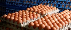 Uova-al-fipronil.jpg