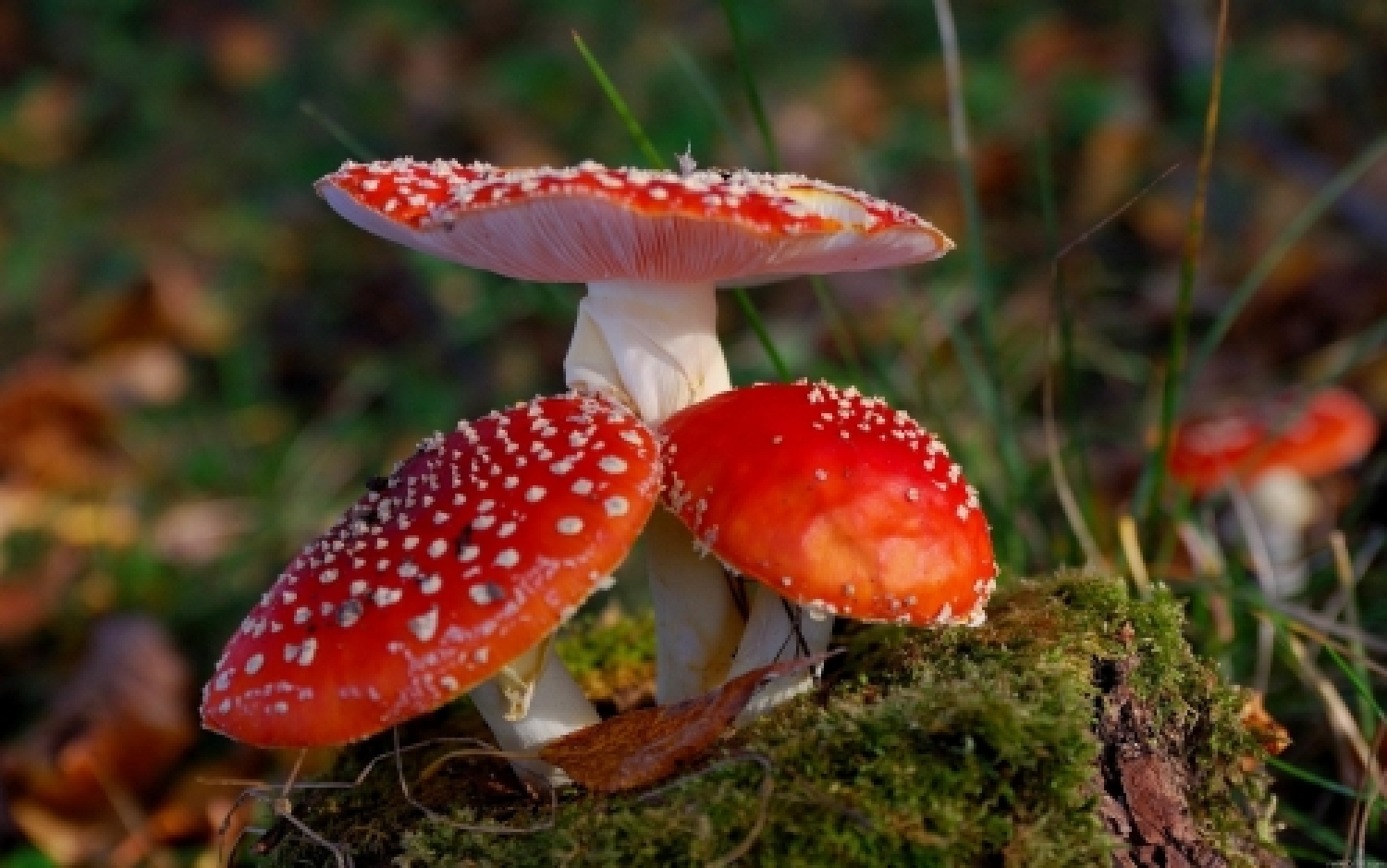 red-mushrooms.jpg