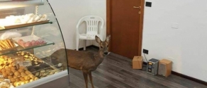 capriolo in panetteria.jpg