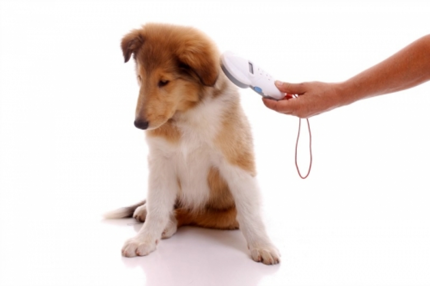 dog-being-scanned-for-microchip.jpg