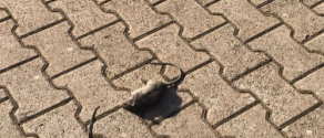 topi 44.png