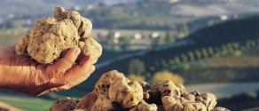 tartufi.jpg