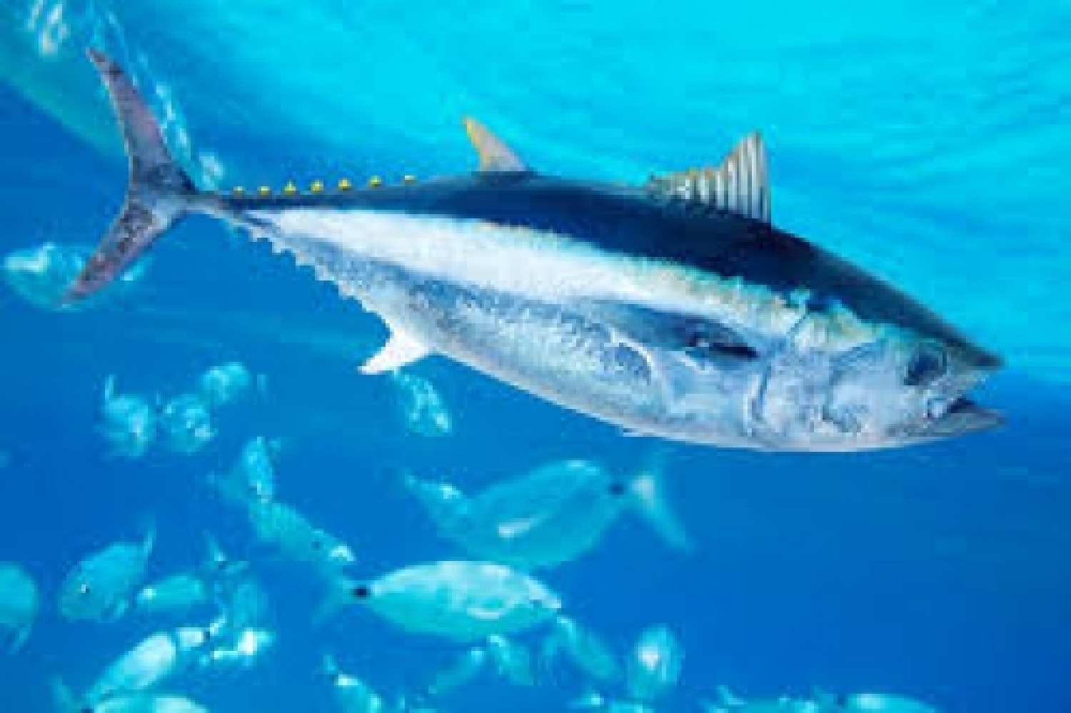 pesce azzurro.jpg