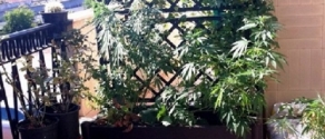 marijuana.jpg