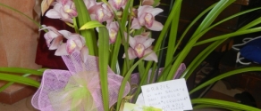 orchidea per il doppio senso.JPG