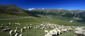 pascolo_pecore_valle_dello_spol.jpg