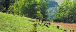 cinghiali.jpg