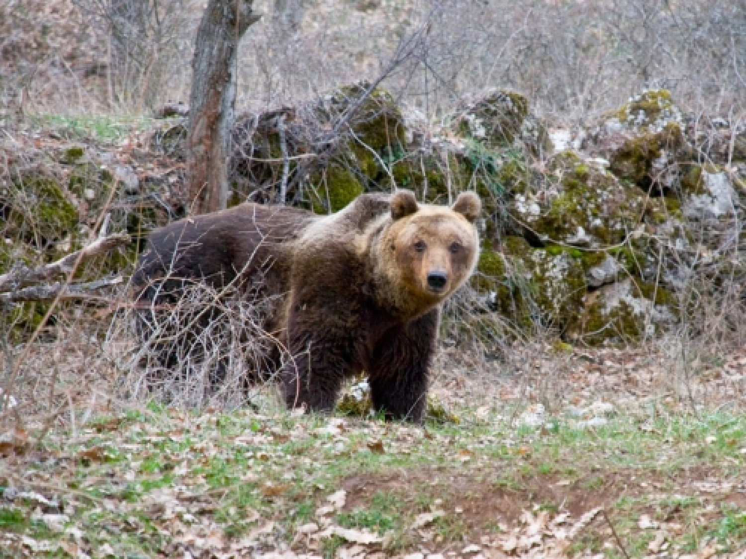 orso marsicano.jpeg