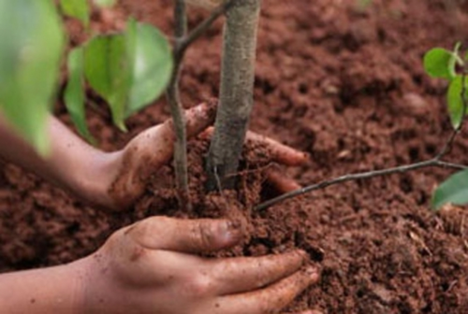 albero apertura.jpg