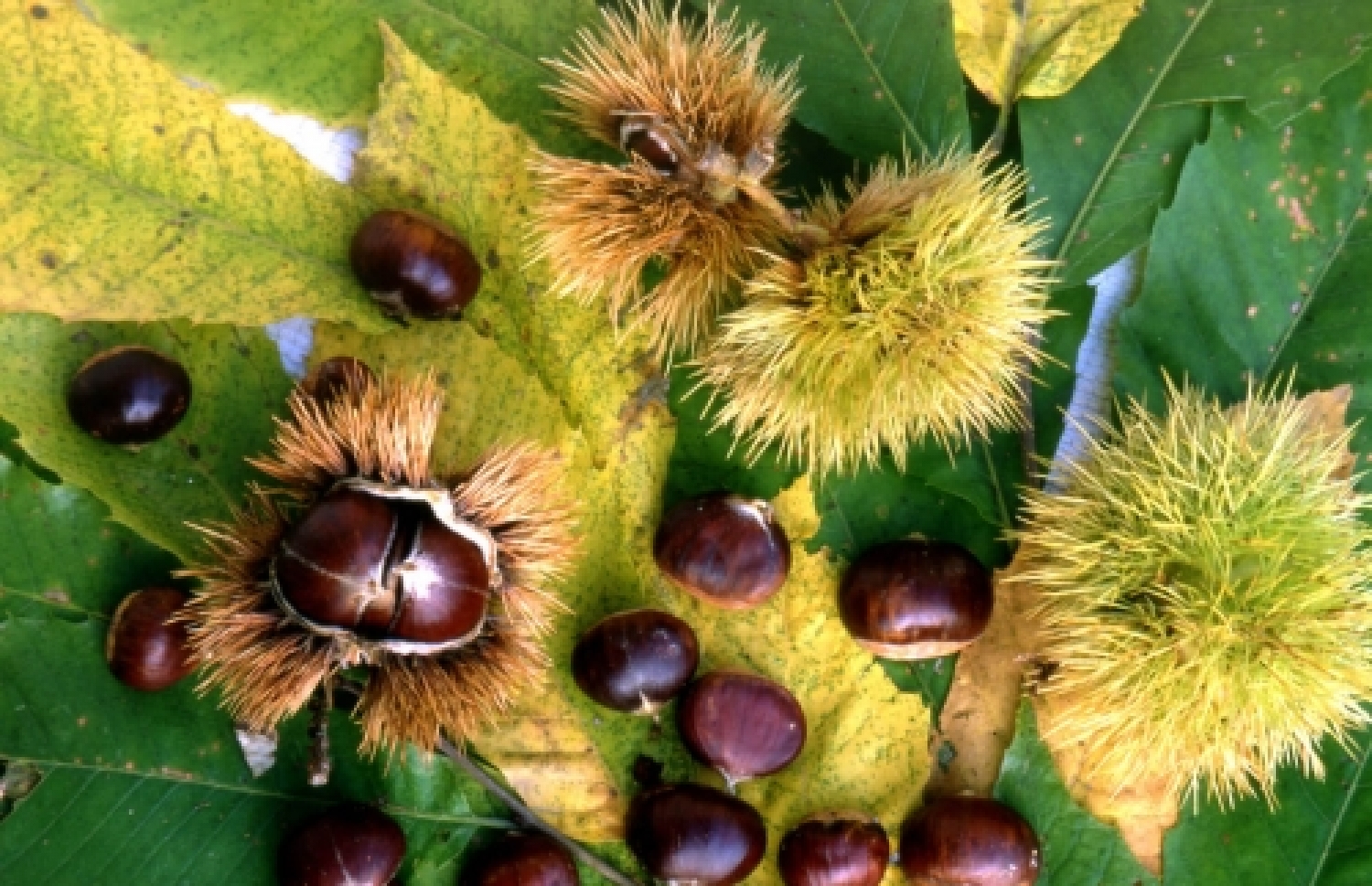 castagne.jpg