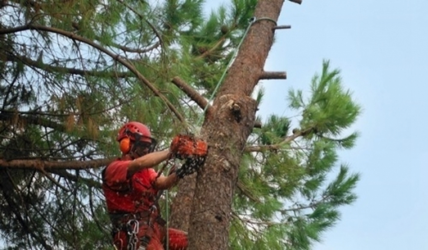 potatura alberi.jpg