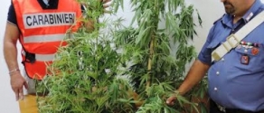 cc con marijuana.jpg