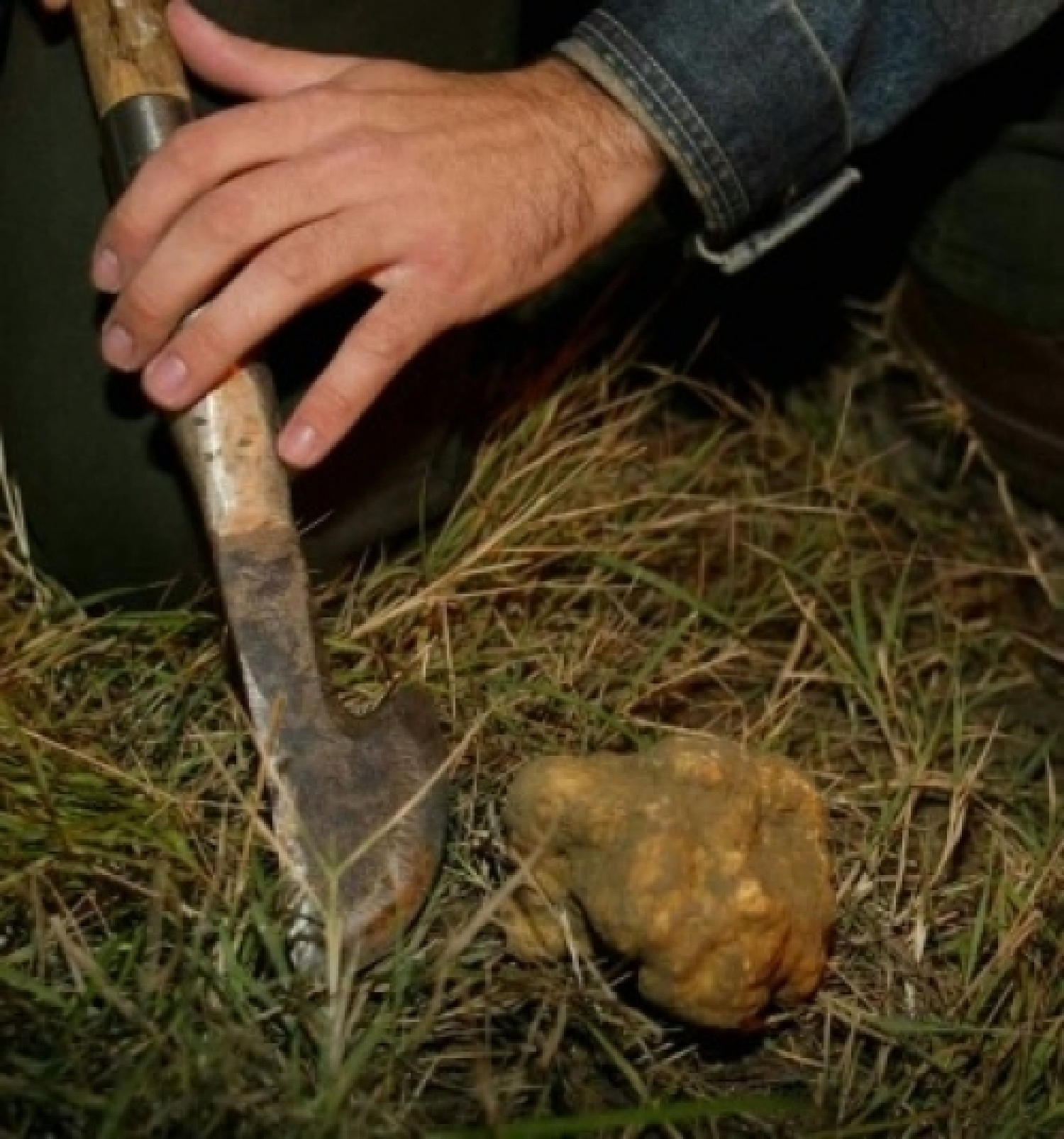 raccolta tartufi.jpg