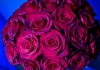 rose rosse.jpg