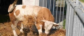 mucca.jpg