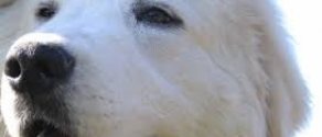 cane pastore abruzzese.jpg