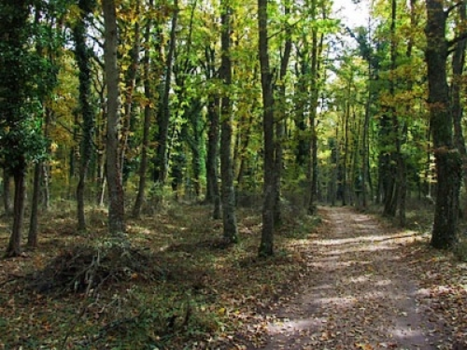 foresta.jpg