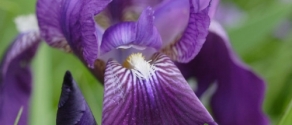 Iris_marsica_d5fa1911.jpg