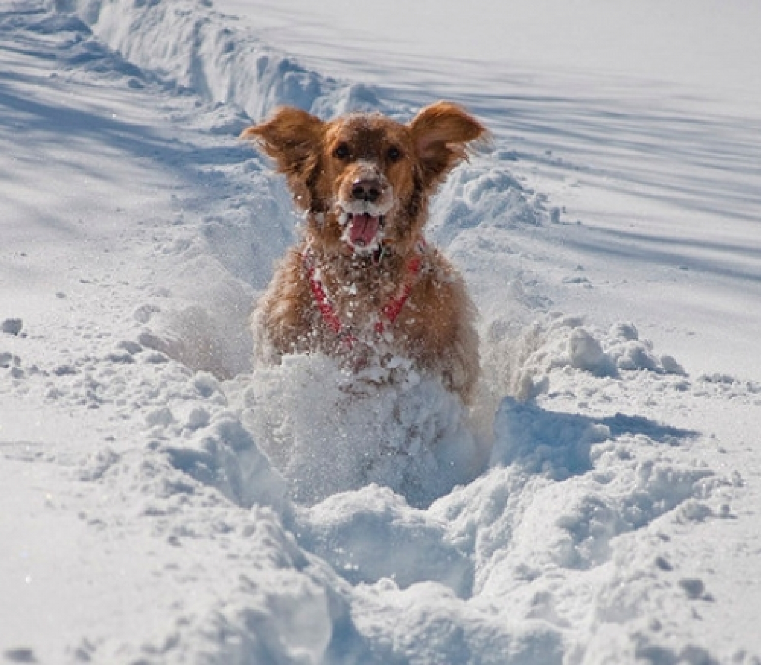 cane-nella-neve-che-corre-felice.jpg