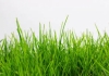 prato verde.jpg