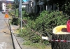 alberi_tagliati.jpg